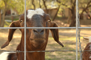 Brown and white goat at a fence, photographed in a shallow depth of field. 