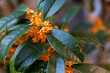 キンモクセイのオレンジ色の花と緑色の葉