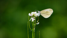 Small White Butterfly On White Wildflowers, In Green Grass. Beautiful Butterfly In The Meadow. Delicate White Butterfly On A Field Plants. Bokeh, Close-up, Blurred Background, Soft Focus