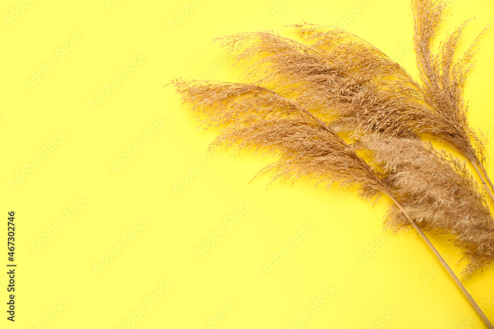 Beautiful dry reeds on yellow background, closeup