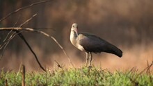 Side Profile Of A Hadada Ibis Standing On A Grass Lawn.