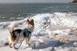 Chihuahua im Winter mit Eis und Schnee Insel Rügen