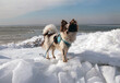 Chihuahua im Winter mit Eis und Schnee Insel Rügen