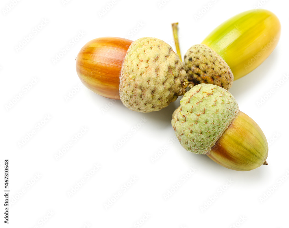 Oak tree acorns on white background