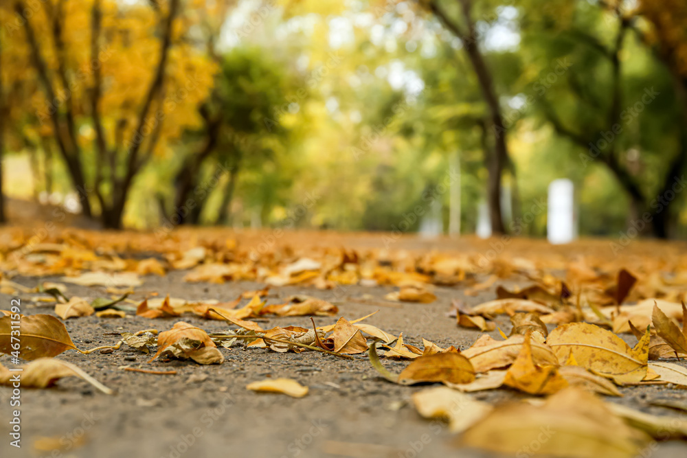 Autumn leaves on ground in city park