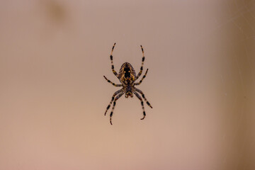 Poster - Close up shot on a yellow and black spider on its web with a blurry background