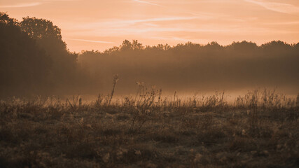 Poster - Field with the trees covered with fog in the background under the sky at the sunset