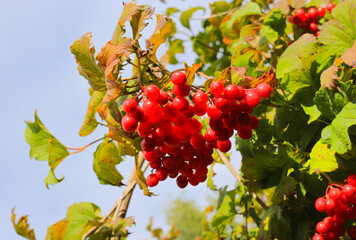 Wall Mural - branch of guelder rose or viburnum with ripe bright red berries