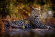 Leopard in Savuti, Chobe NP in Botswana. Africa wildlife. Wild cat hidden in the green vegetation. Leopard in the nature, lying under the tree.