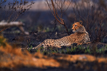 Fototapete - Cheetah, fire burned destroyed savannah. Animal in fire burnt place, Cheetah lying in black ash and cinders, Savuti, Chobe NP in Botswana. Hot season in Africa. African lion, male. Botswana wildlife.