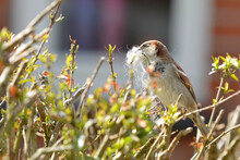 Closeup Of A Sparrow Perched On Twigs