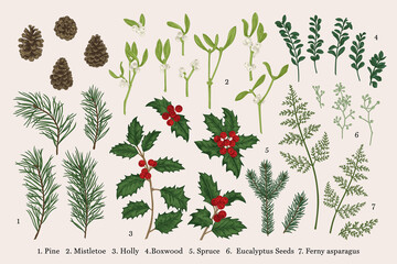 Set of Christmas plants. Colorful.