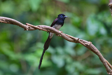 Poster - Flycatchers of Thailaand