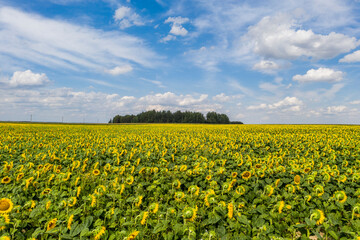 Wall Mural - Sunflower field with cloudy blue sky, aerial bird-eye view.