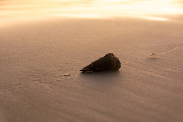 Poster - Scenic view of a seashell on the beach on a sunny weather