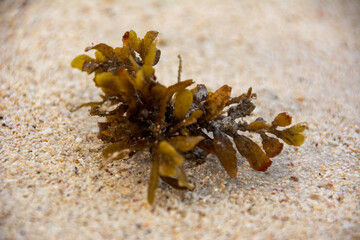 Sticker - Closeup shot of a rockweed on the beach