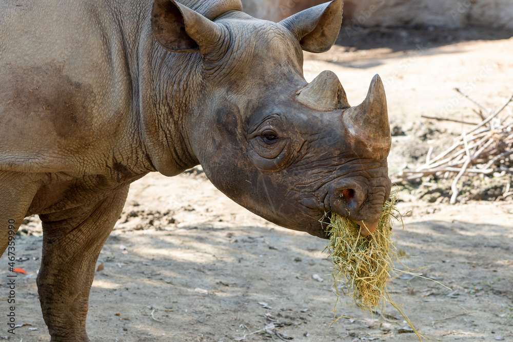[動物]クロサイ（動物園の風景） Stock Photo | Adobe Stock