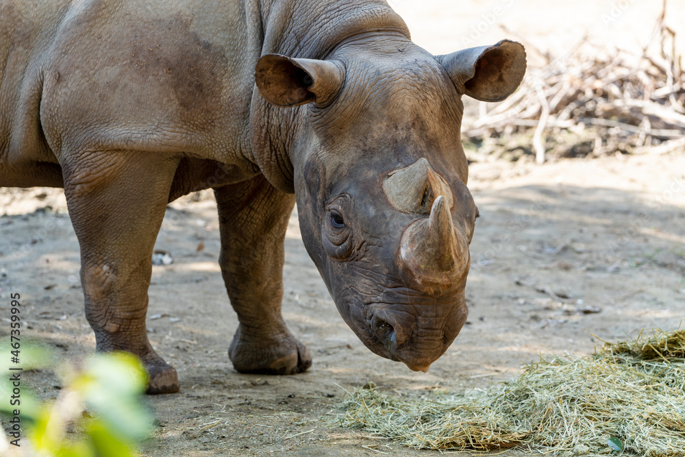 [動物]クロサイ（動物園の風景） Stock Photo | Adobe Stock