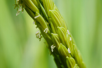 Green paddy rice on fields in blooming