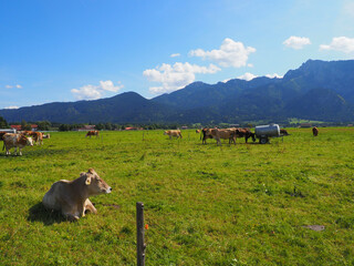 Poster - Cows on a pasture near Schwangau Bavaria in front of a mountain backdrop