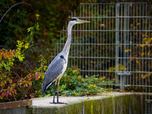 Blue Heron Standing On The Concrete Dam Close Up