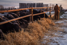 A Cattle Rancher Feeding His Cows In Winter