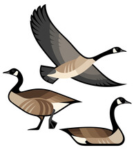 Stylized Birds - Canada Goose
