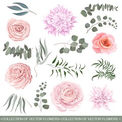 Wall Mural - Vector flower set. Pink roses, dahlia, ranunculus, eucalyptus, leaves and plants. All plants isolated on white background