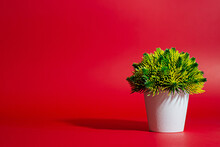 White Plant Pot On Red Background