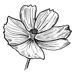 sulfur cosmos flower. isolated on white background. abstract minimal vector illustration. cosmos sul