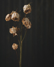White Dead Flowers In A Vase Against A Dark Background