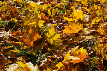 Wall Mural - beautiful autumn background from golden maple leaves