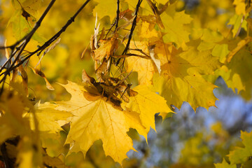 Wall Mural - bright yellow leaves and winged seeds of autumn maple tree