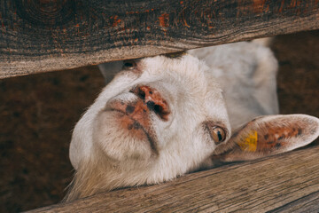 Wall Mural - Funny goat on the farm. Goats are smiling, teeth close-up.