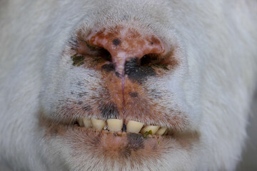 Wall Mural - Funny goat on the farm. Goats are smiling, teeth close-up.