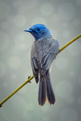 Wall Mural - Image of female black-naped monarch bird (Hypothymis azurea) on a tree branch. Birds. Animal.