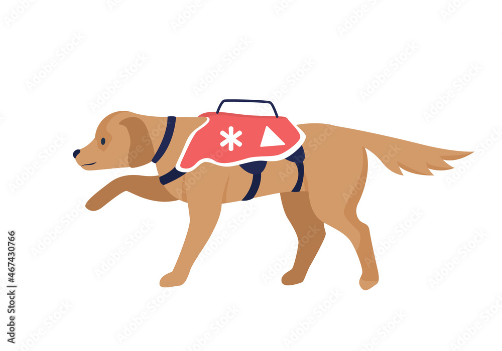 Avalanche rescue dog semi flat color vector character. Full body animal ...