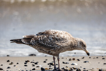 Canvas Print - Seagull on a seaside in Beach 67 Rockaway in New York, USA