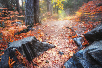 Wall Mural - path among black stump and stones in autumn forest