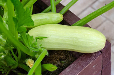 Wall Mural - Young zucchini growing on bush. Studio Photo