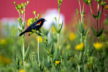 Redwing Blackbird In Reintroduced Prairie In Iowa
