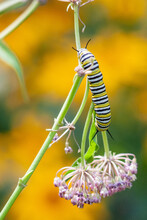 A Monarch Butterfly Caterpillar Climbing A Prairie Plant