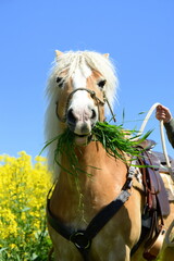 Wall Mural - Schöner Haflinger im Rapsfeld