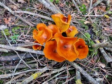 Omphalotus Olearius, commonly Known As The jack-o'-lantern Mushroom, Is A Poisonous orange gilled mushroom that To An Untrained Eye Appears Similar To Some chanterelles. 