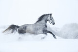 Fototapeta Konie - horse in snow