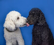 It's a tongue twister between one black and one white standard poodle isolated against bright blue background. 