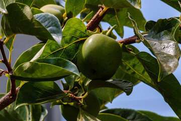 green apples on a tree