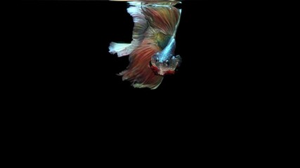 Wall Mural - Multi-color Siamese fighting fish