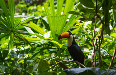 channel-billed toucan (ramphastos vitellinus) with a colorful orange beak in a lush rainforest