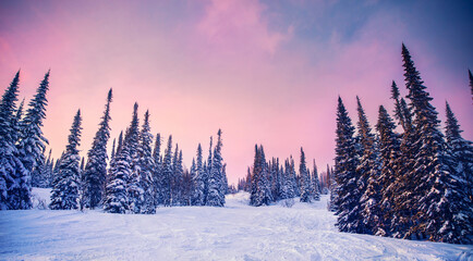 Wall Mural - Beautiful winter panorama with sun light, pine trees covered with fresh snow on frosty sunset on mountain